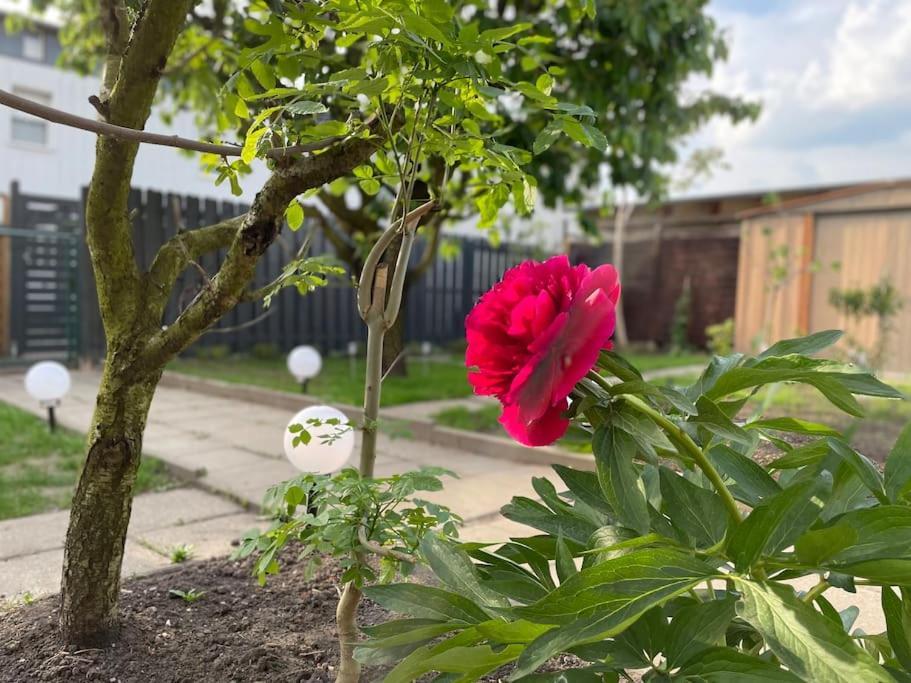 Schoenes Reihenhaus Mit Garten Magdeburg Eksteriør bilde